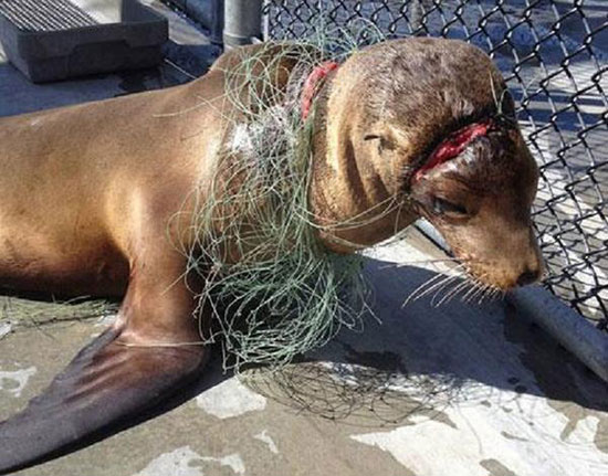 Strangled marine wildlife